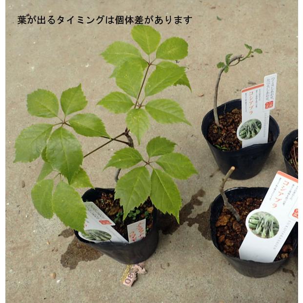 野菜の苗/コシアブラ 3.5号ポット｜engei｜06