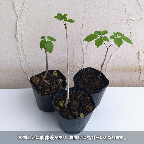 野菜の苗/コシアブラ 3.5号ポット｜engei｜04