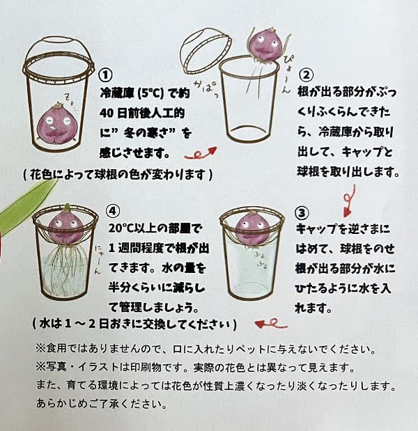 球根 26年9月中下旬予約 ヒヤシンスのかんた...の詳細画像3