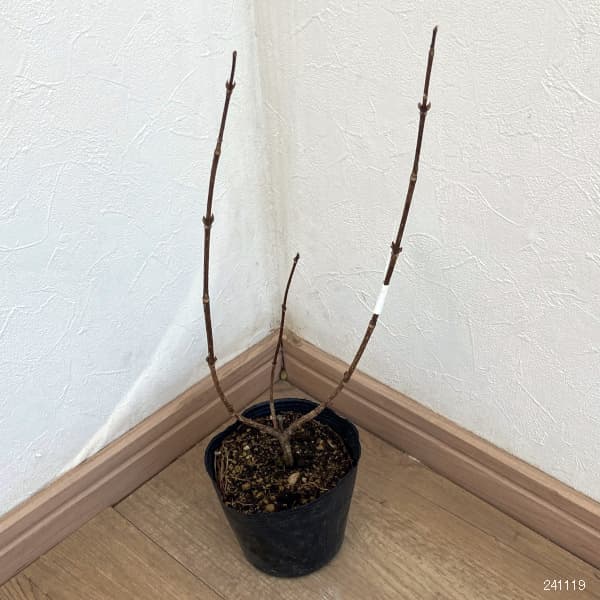 花木 庭木の苗 タニウツギ(オオベニウツギ) ...の詳細画像1