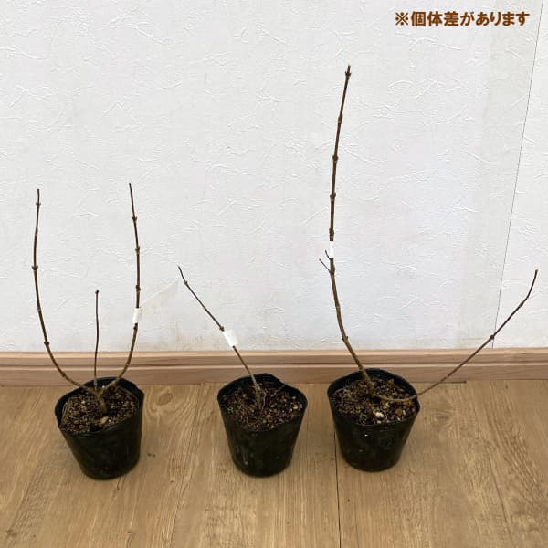 花木 庭木の苗 タニウツギ(オオベニウツギ) ...の詳細画像2