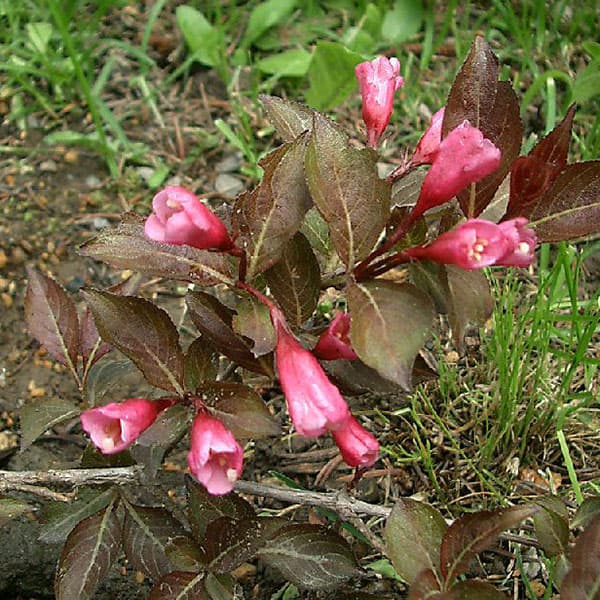 花木 庭木の苗 タニウツギ(オオベニウツギ) ...の詳細画像5
