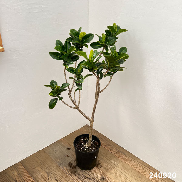 フィカスエラスティカ（観葉植物） | 花、ガーデニング のおすすめ人気