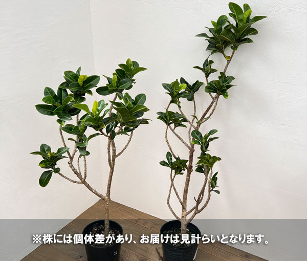 フィカスエラスティカ（観葉植物） | 花、ガーデニング のおすすめ人気