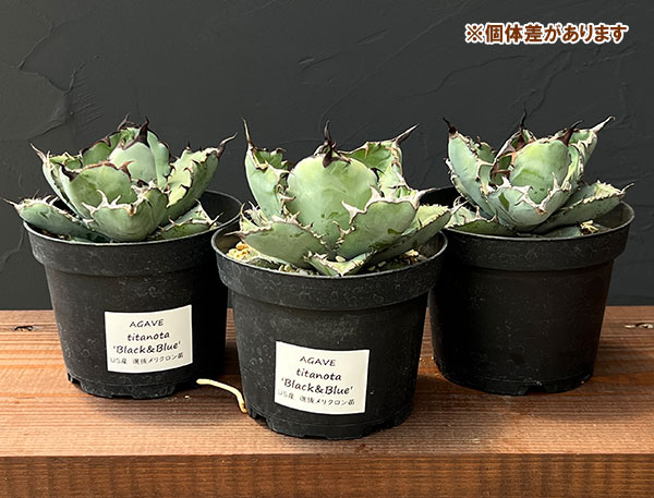 アガベ チタノタ BB錦 白覆輪斑‼️ブルーダイヤモンド‼️鉢植え発送