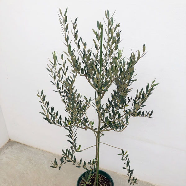花木 庭木の苗 オリーブ カヨンヌ 8号鉢植え* : 園芸ネット - 通販