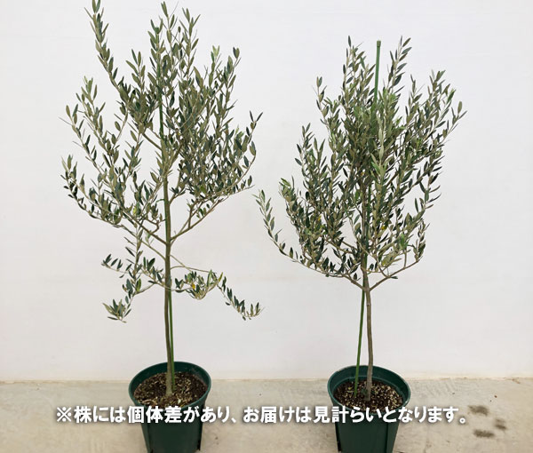 花木 庭木の苗 オリーブ カヨンヌ 8号鉢植え* : 園芸ネット - 通販