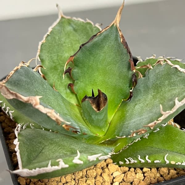 観葉植物/サマーセール アガベ：チタノタ 菩提 3号鉢植え