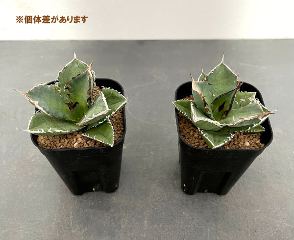 観葉植物/サマーセール アガベ：チタノタ 菩提 3号鉢植え
