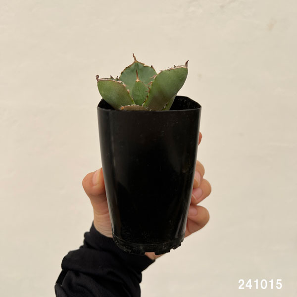 観葉植物 アガベ ジャガーノート 3.5号鉢植え : 園芸ネット - 通販
