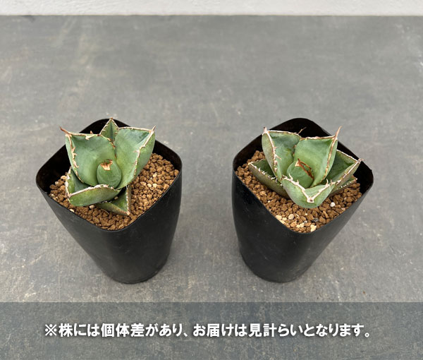 観葉植物 アガベ ジャガーノート 3.5号鉢植え : 園芸ネット - 通販