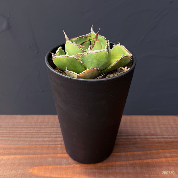 観葉植物 アガベ ジャガーノート 3.5号鉢植え : 園芸ネット - 通販