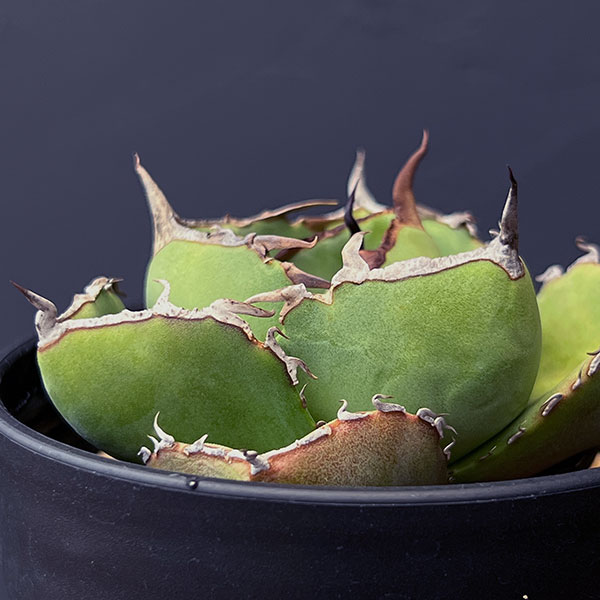 観葉植物 アガベ ジャガーノート 3.5号鉢植え : 園芸ネット - 通販