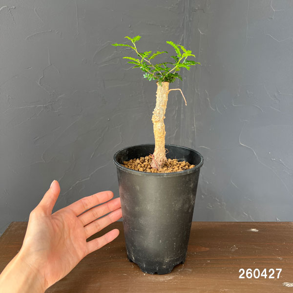 パキプスのおすすめ人気商品一覧 通販 - Yahoo!ショッピング