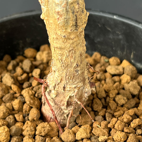 観葉植物 オペルクリカリア パキプス4号鉢植えの詳細画像4