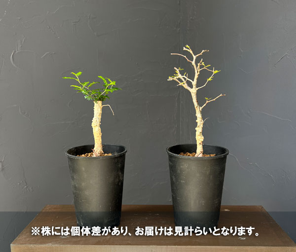 パキプスのおすすめ人気商品一覧 通販 - Yahoo!ショッピング