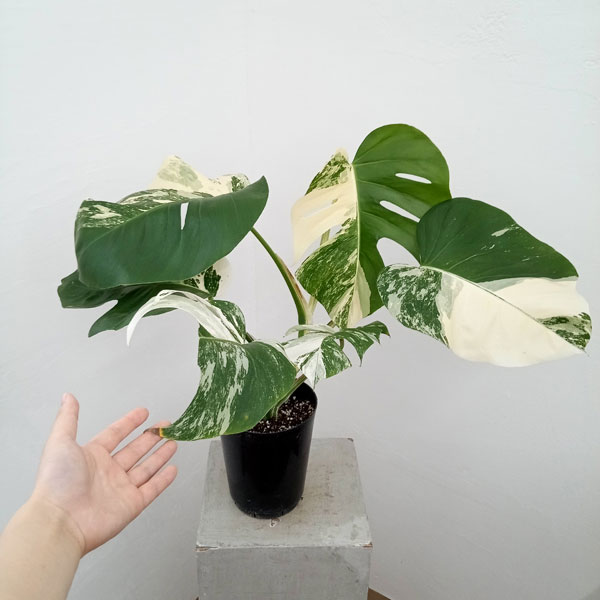 モンステラ 斑入り商品 集合 - Monstera Variegated Collection - Yahoo!ショッピング