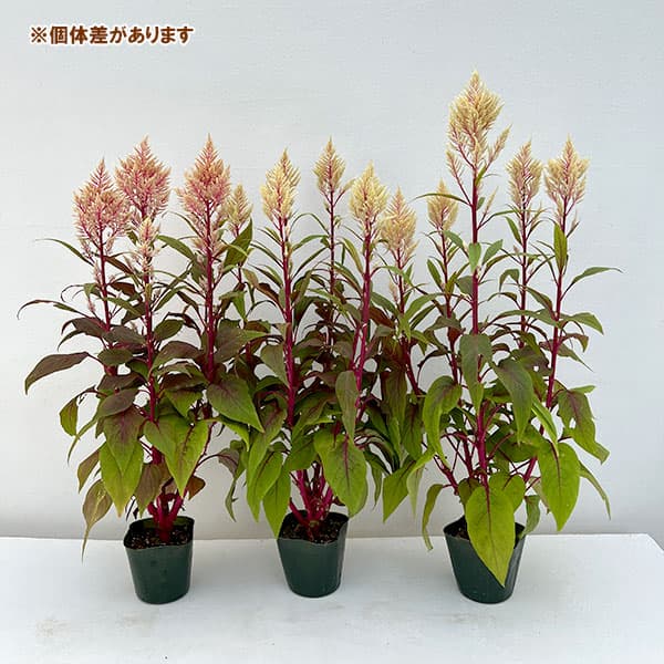 草花の苗 26年9月中下旬予約 セロシア(ケイ...の詳細画像4