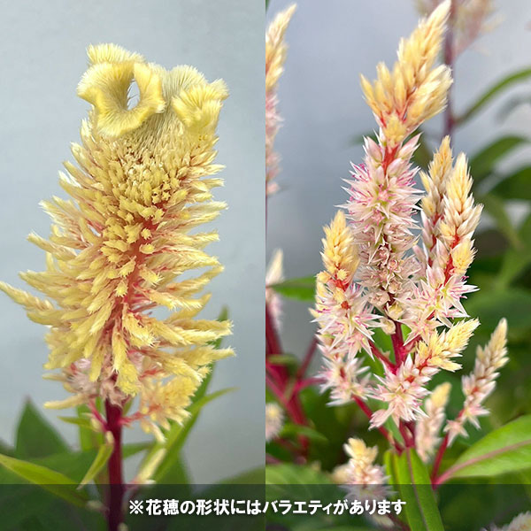 草花の苗 26年9月中下旬予約 セロシア(ケイ...の詳細画像2