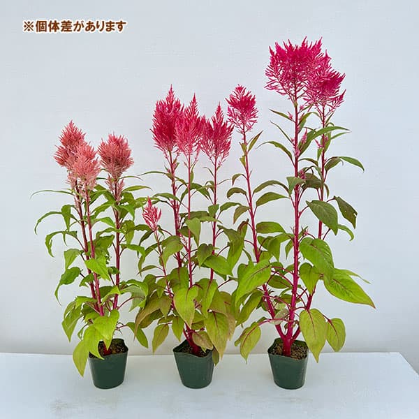 草花の苗 26年9月中下旬予約 セロシア(ケイ...の詳細画像5