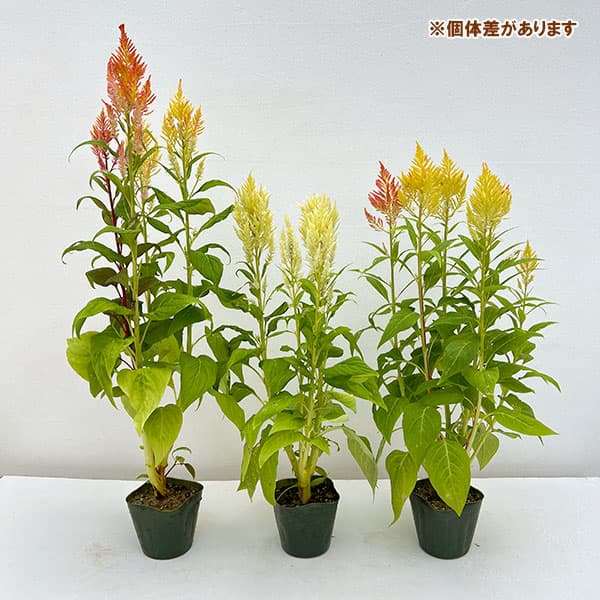 草花の苗 26年9月中下旬予約 セロシア(ケイ...の詳細画像4