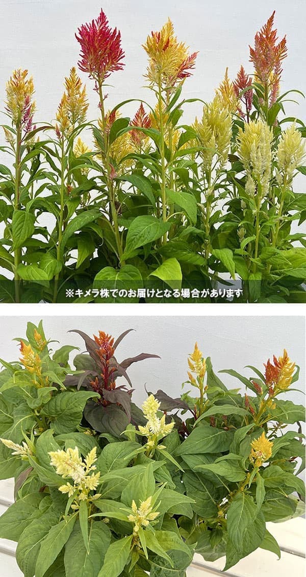 草花の苗 26年9月中下旬予約 セロシア(ケイ...の詳細画像5