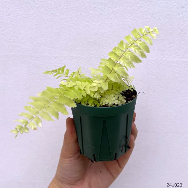 シダ植物 植物（観葉植物）の商品一覧 | 花、ガーデニング 通販 - Yahoo!ショッピング