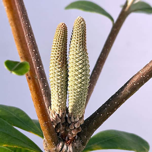 コーストバンクシアのおすすめ人気商品一覧 通販 - Yahoo!ショッピング