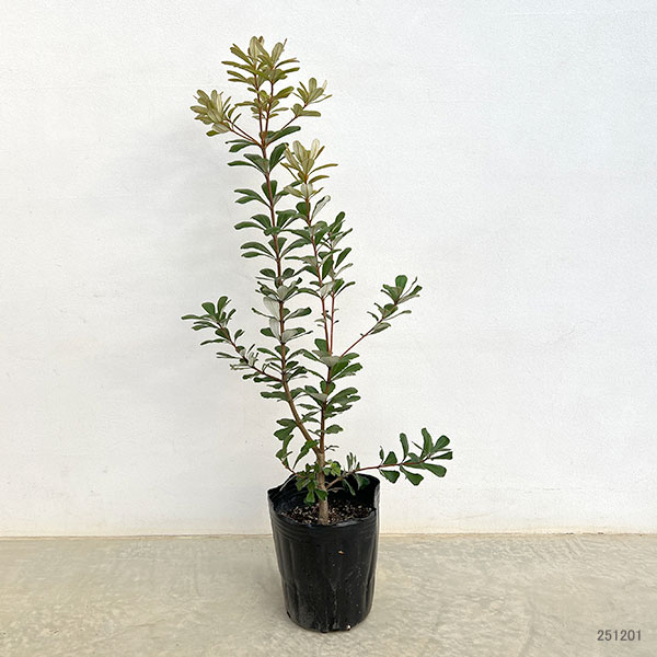 コーストバンクシアのおすすめ人気商品一覧 通販 - Yahoo!ショッピング