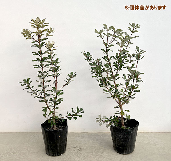 コーストバンクシア（花、ガーデニング）のおすすめ人気商品一覧 通販