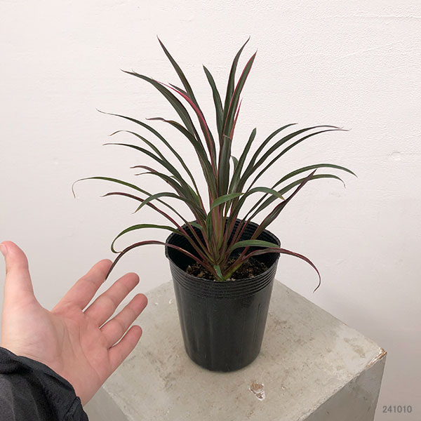 観葉植物 コルジリネ(コルディリネ) sp.(...の詳細画像1