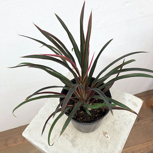 観葉植物 コルジリネ(コルディリネ) sp.(...の詳細画像2