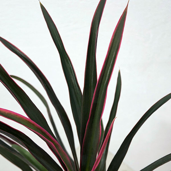 観葉植物 コルジリネ(コルディリネ) sp.(...の詳細画像3