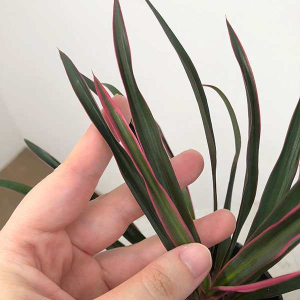 観葉植物 コルジリネ(コルディリネ) sp.(...の詳細画像4
