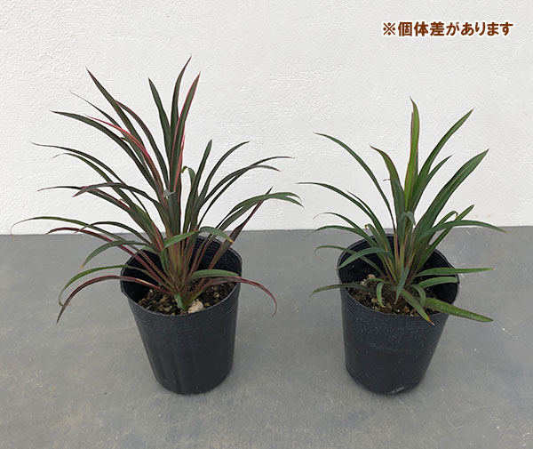 観葉植物 コルジリネ(コルディリネ) sp.(...の詳細画像5