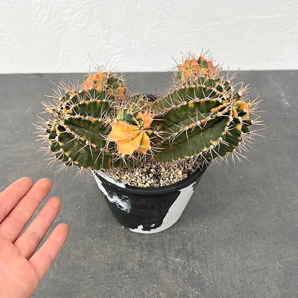 サボテン　ギムノカリキウムssp サボテン：ギムノカリキウム ハイブリッド 7号24-03 の通販