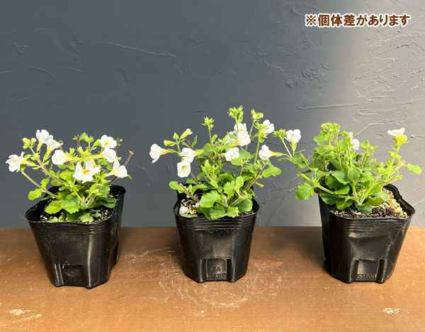 草花の苗 26年10月中下旬予約 バコパ(ステ...の詳細画像3