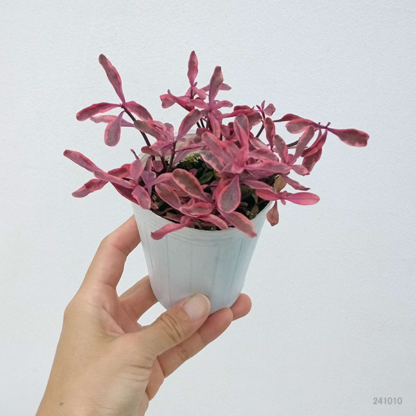 草花の苗 サマーセール (わけあり特価)アルテ...の詳細画像3