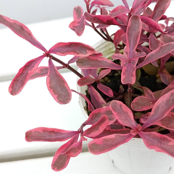 草花の苗 サマーセール (わけあり特価)アルテ...の詳細画像5