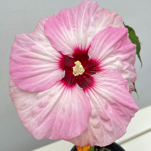 草花の苗 宿根ハイビスカス サマリフィックスト...の詳細画像2