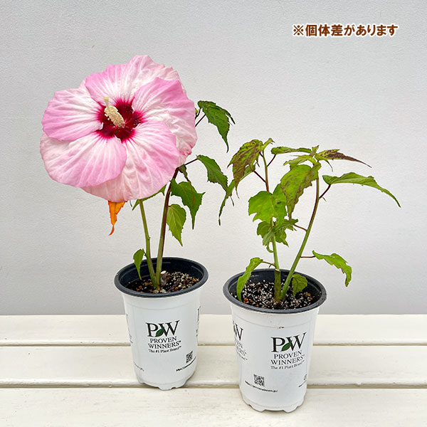 草花の苗 宿根ハイビスカス サマリフィックスト...の詳細画像3