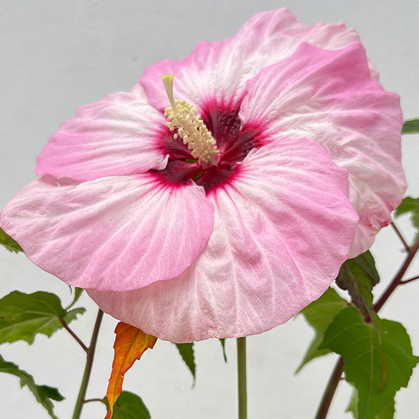 草花の苗 宿根ハイビスカス サマリフィックスト...の詳細画像1