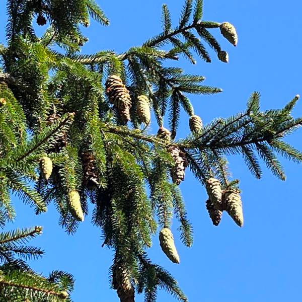 コニファー カナダトウヒのおすすめ人気商品一覧 通販 - Yahoo