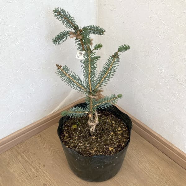 コロラドトウヒのおすすめ人気商品一覧 通販 - Yahoo!ショッピング