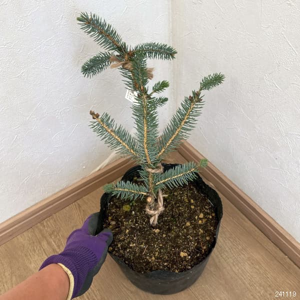 プンゲンストウヒ ホプシー（コニファー、針葉樹）｜苗木、植木 | 花
