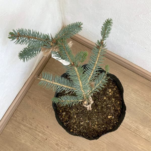 コロラドトウヒのおすすめ人気商品一覧 通販 - Yahoo!ショッピング