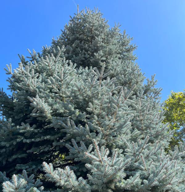 プンゲンストウヒ ホプシー（コニファー、針葉樹）｜苗木、植木 | 花