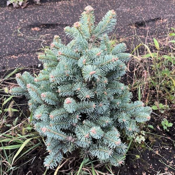 もみの木 苗木のおすすめ人気商品一覧 通販 - Yahoo!ショッピング