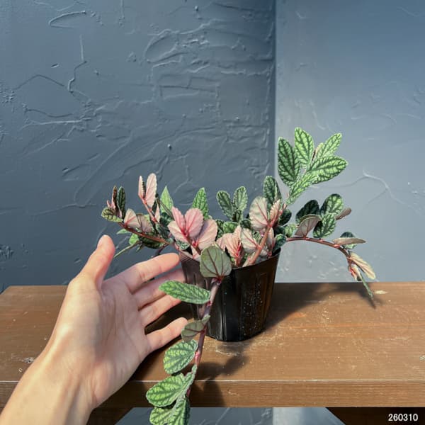 観葉植物 ペリオニア 3号ポットの詳細画像1