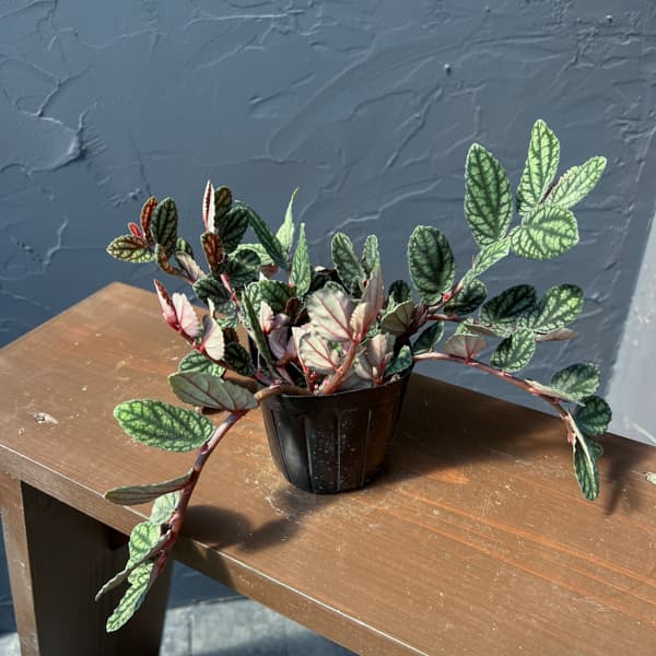 観葉植物 ペリオニア 3号ポットの詳細画像2